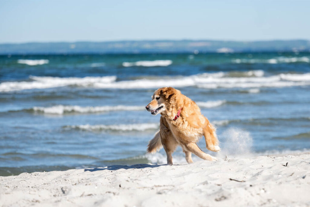 Hundefotografie am Strand in Juliusruh mit einem besten Freund-Fotograf Mazelle für Porträtfotografie sowie Tierfotografie auf der Insel Rügen Mazelle Photography Fotostudio®
